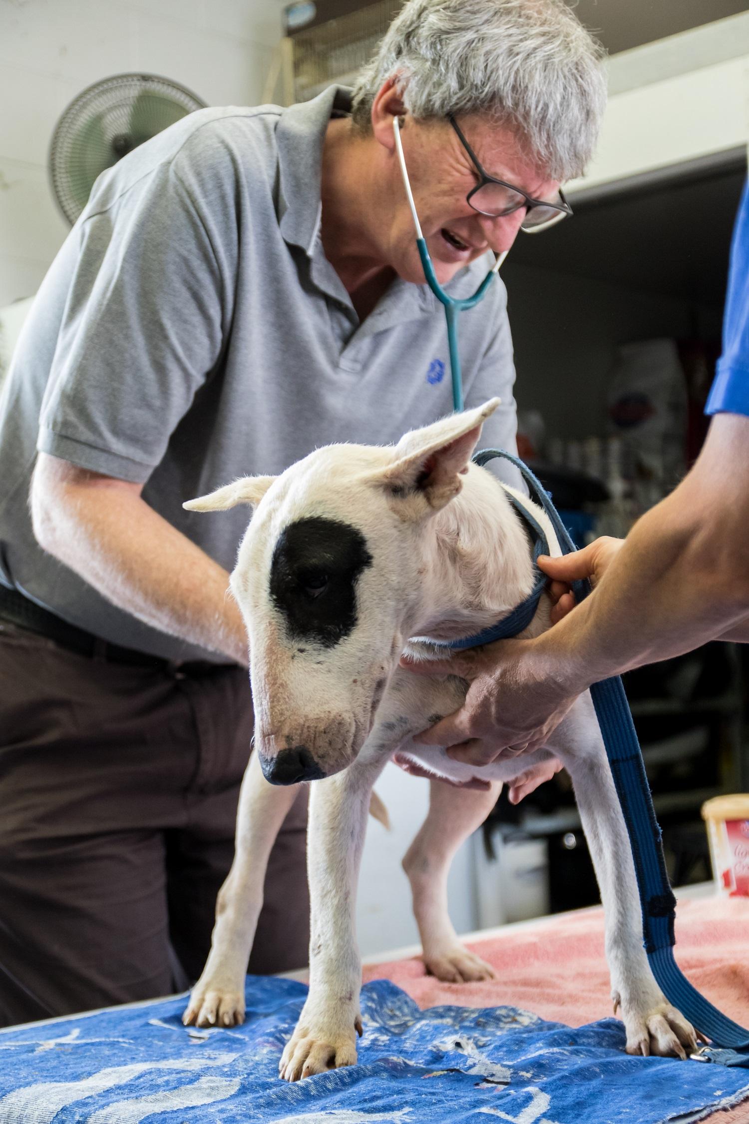 Vet Emergency Fund RSPCA South Australia